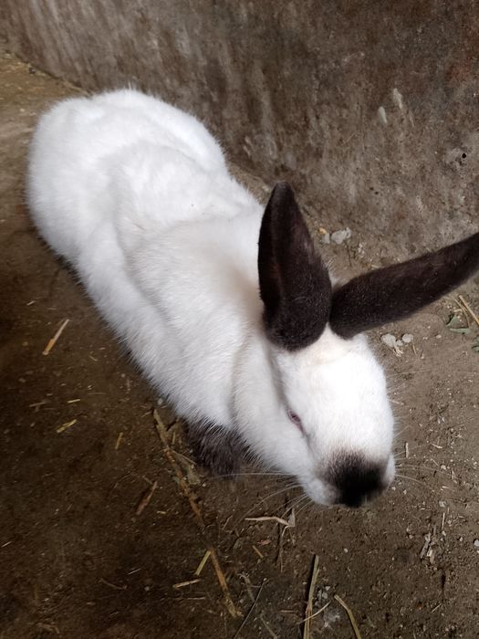 Kalifor  quyon sotiladi