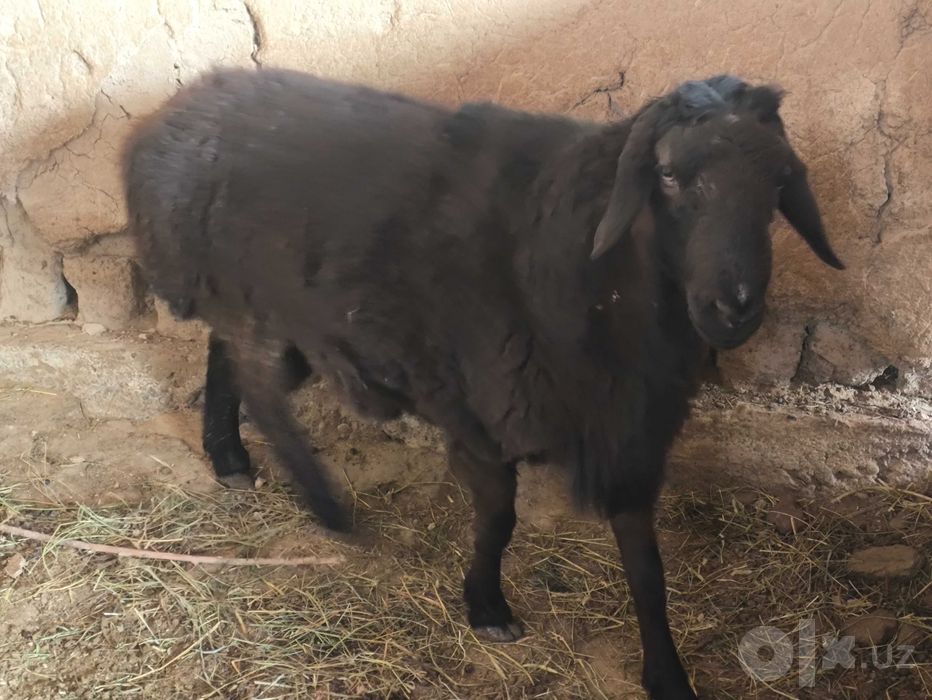 Ҳисори қўчқор, 3 ёш, насл олиш учун (2 та)
