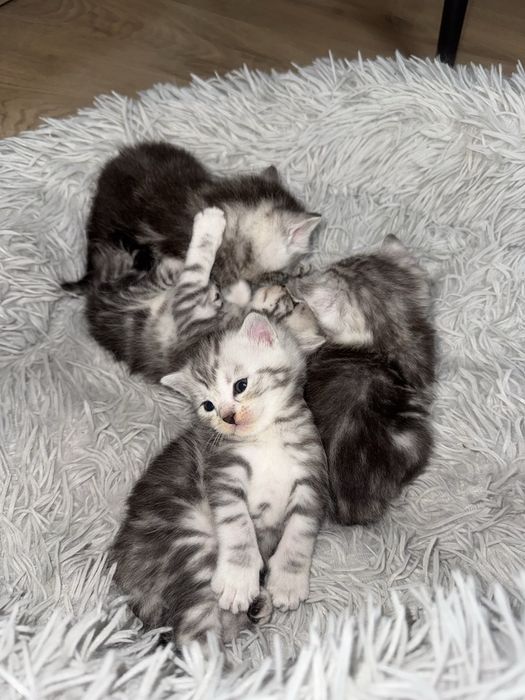 Кошки британец+шотлондец