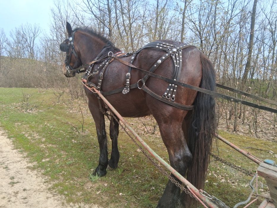 Vand sau schimb manza