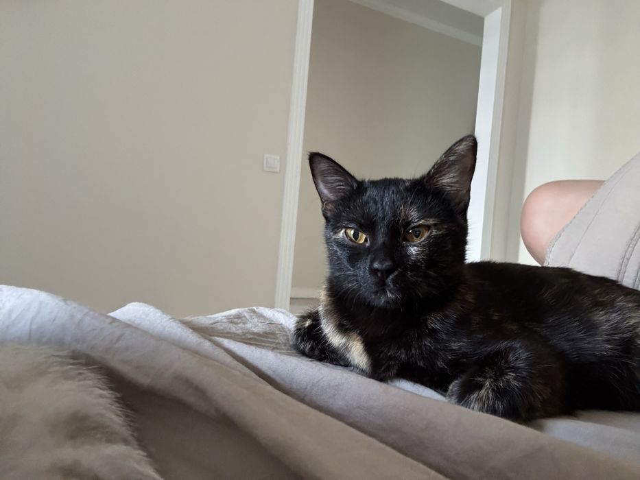 Отдам  даром кошку