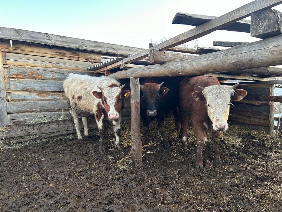 Продам КРС молодняк