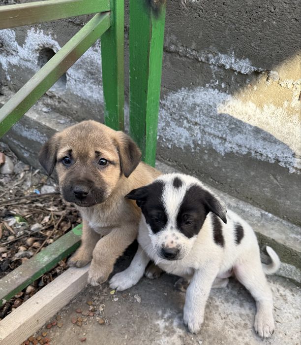 Щеночки девочки в добрые руки