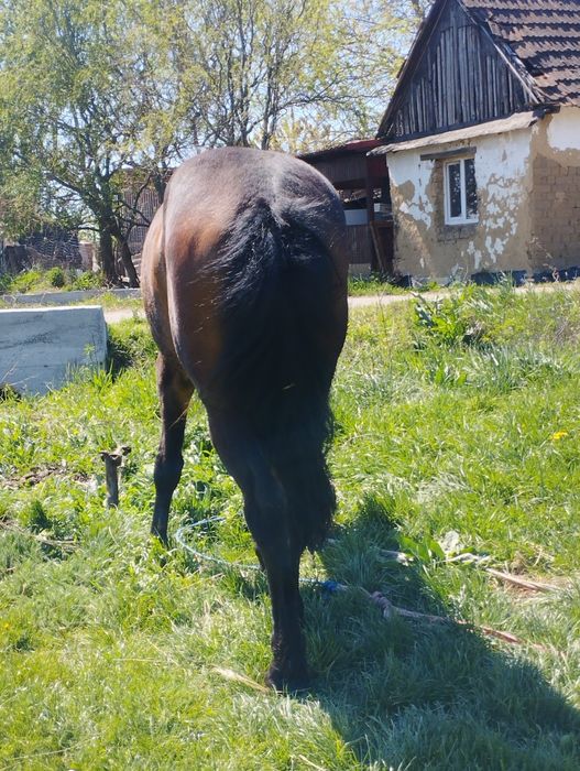 De vanzare o manza de 16 luni anvatata la caruta fara defecte