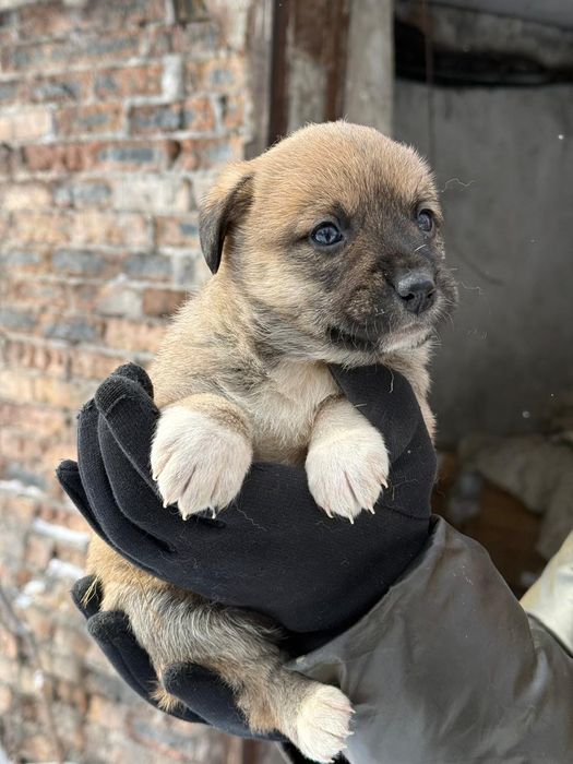 Дарю щенят!        .