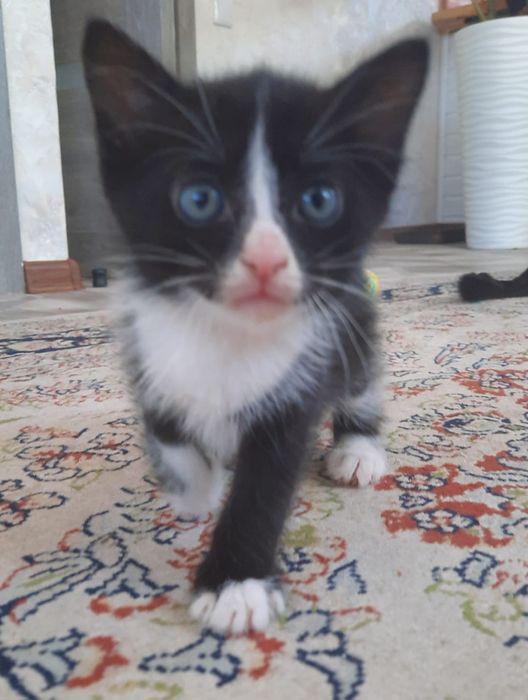 Отдам в добрые руки котят