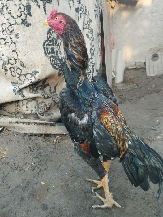 Дакан бойцовый кораз