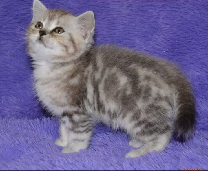 Шотландские котята