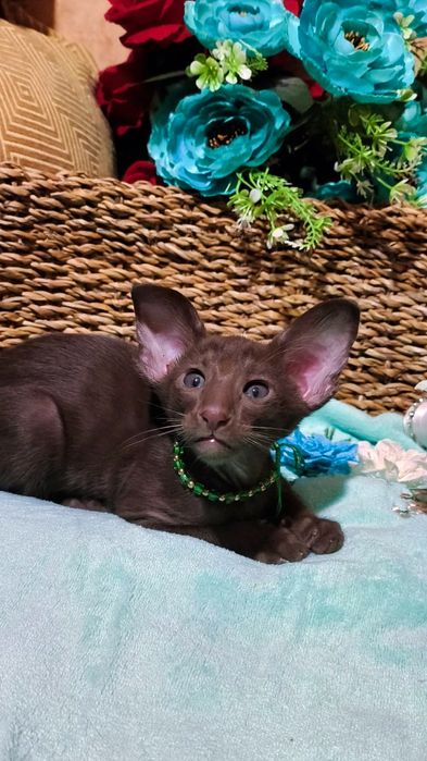 Ориентальные котята ( бронь и готовые )