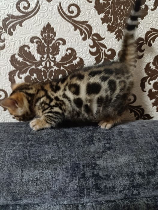 Бенгальский котёнок мальчик — яркий браун с розеткой на золоте


Текст