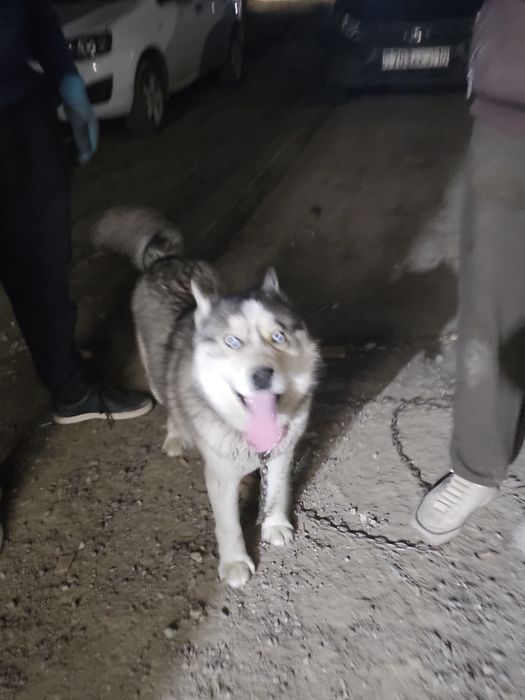 Продам  доброго красивого хаски
