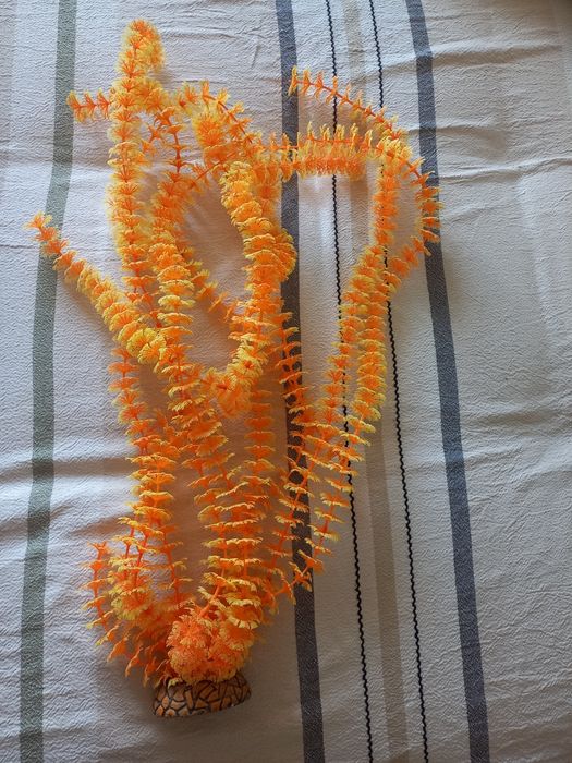 Продам растения для аквариума