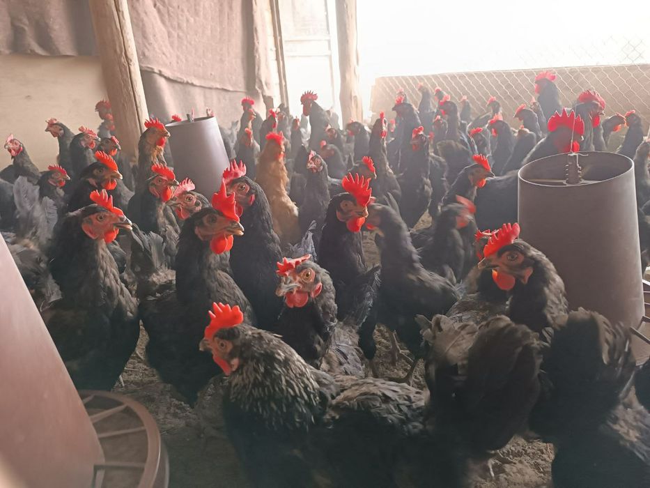 Qora tovuqlar sotiladi