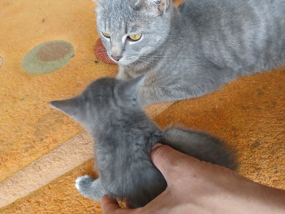 Котейки два месеца