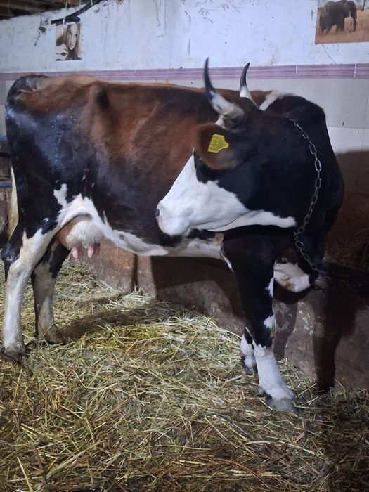 Vând sau schimb cu vacă de tăiere