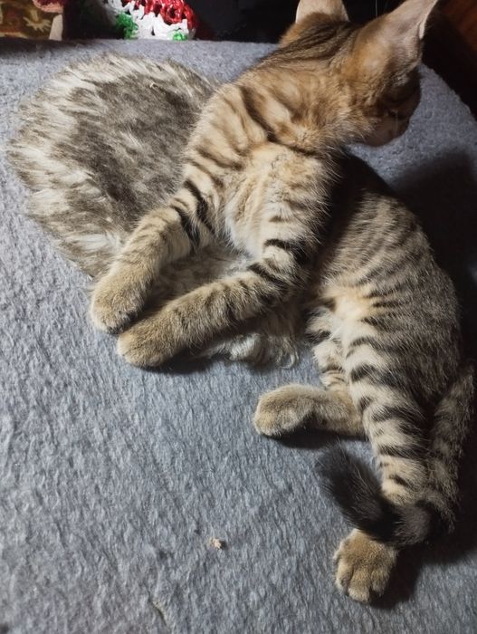 Отдам в добрые руки