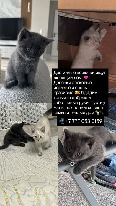 Две милые кошечки ищут любящий дом!