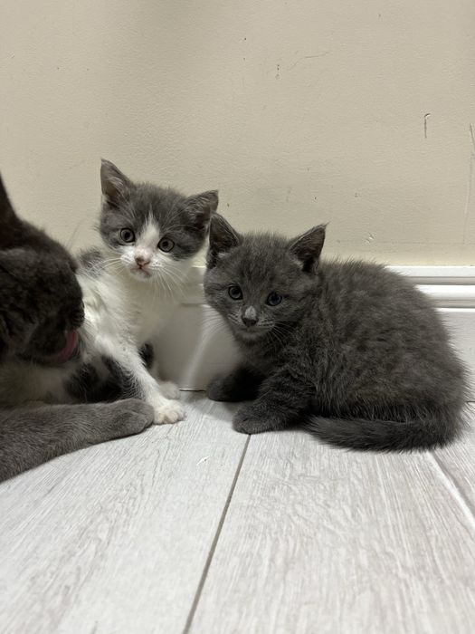 Кошка британская кошка 2 мес