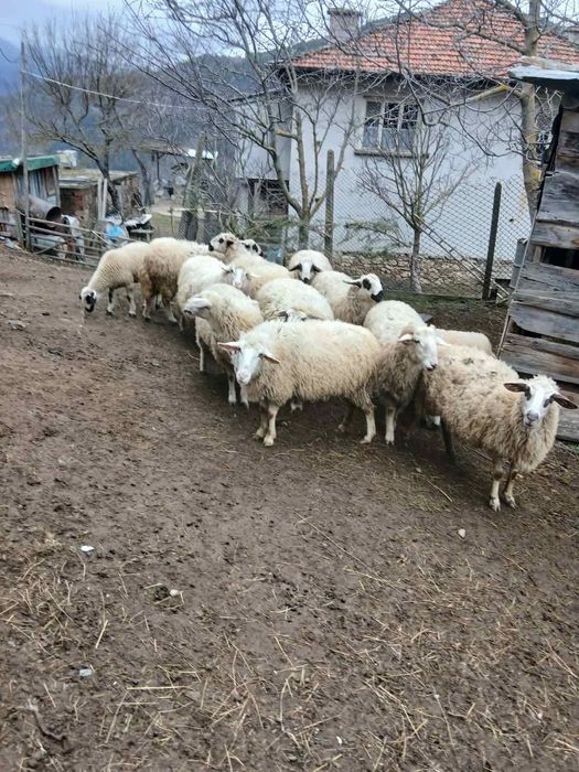 Продавам 5 овце на 8 месеца