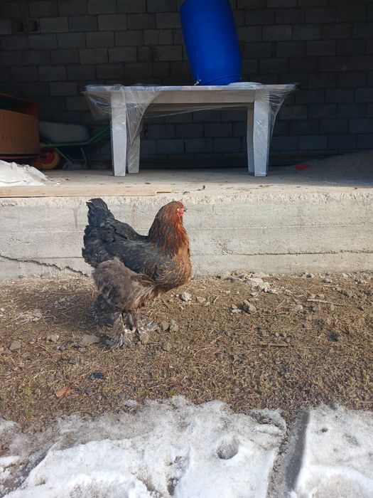 Брамо қораз жане тауқтар