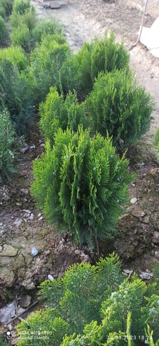 Туя кампак сотилади