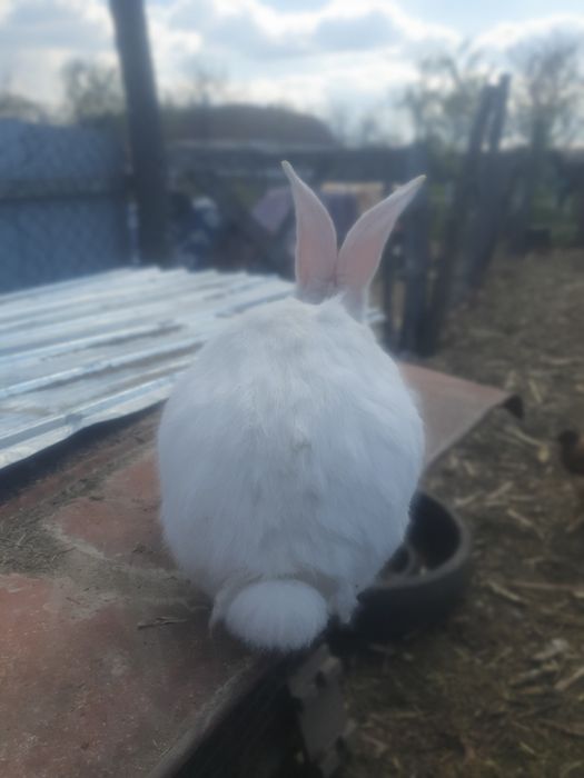 Iepuroae de vinzare urias german