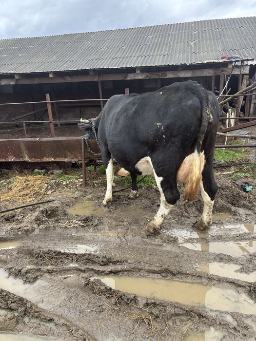 Vand vaca  gata de fatare