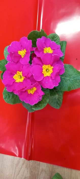 Иглика -многогодишна