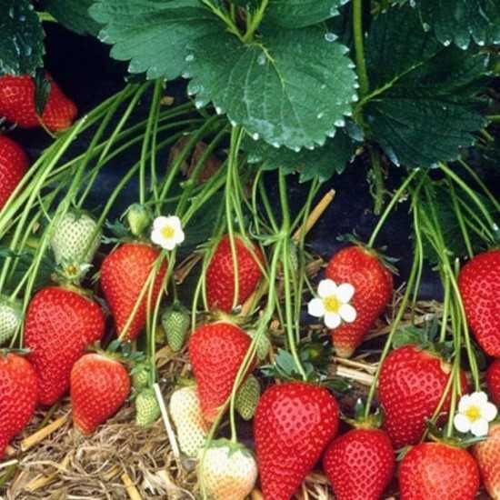 Продавам разсад коренчета нов целогодишен сорт Флорида