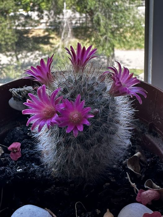 Кактусы  для дома