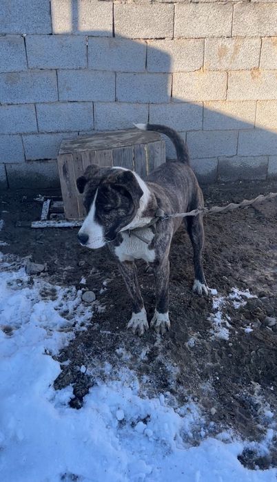 продам стафордчский терьер