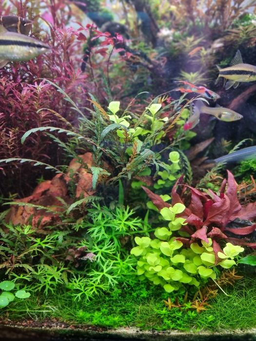 Plante naturale Acvariu pachete mari