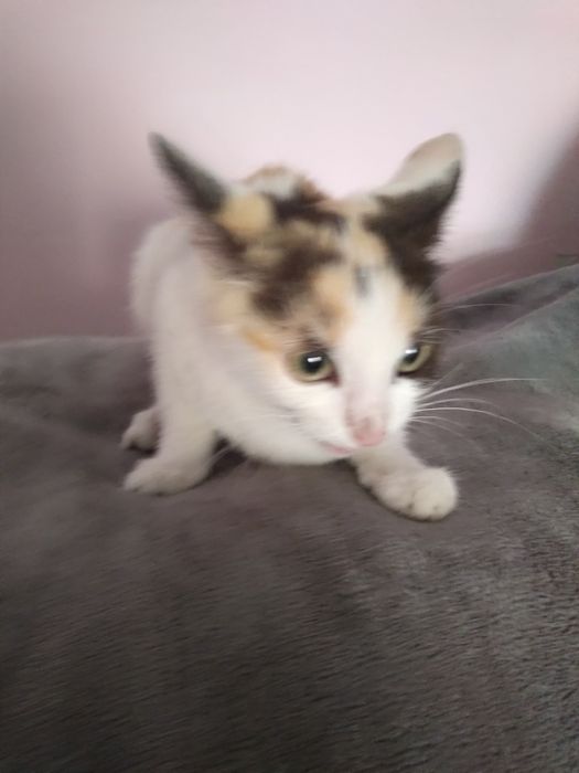 Отдам котят в хорошие руки