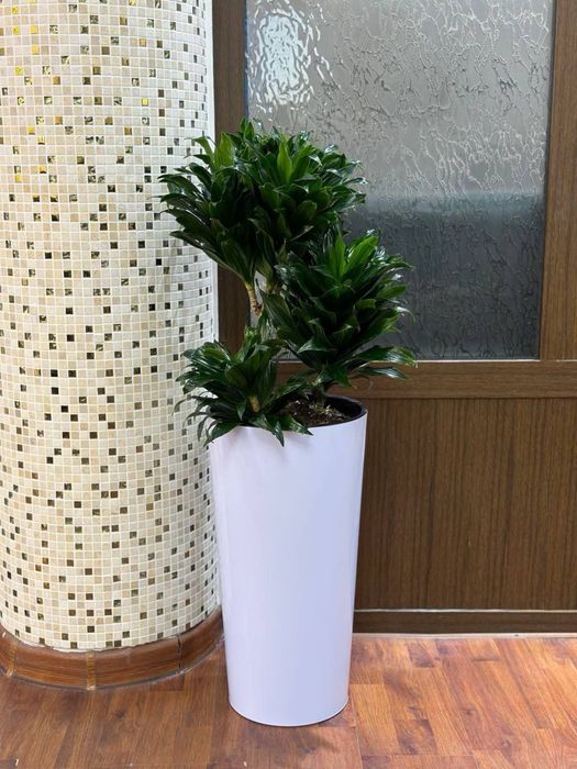 Цветы для дома и офиса. Гуллар