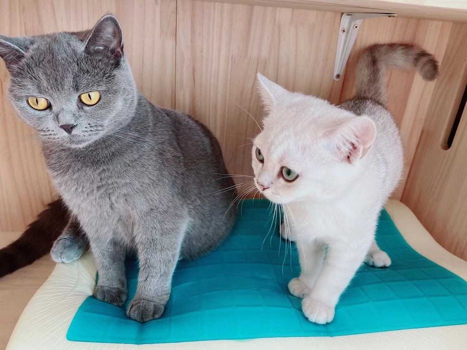 Възглавници с 3D и 4D мемори пяна – Лукс и комфорт от 59 лв