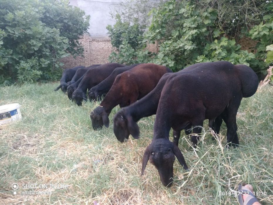 Boqishga qo’chqorla bor