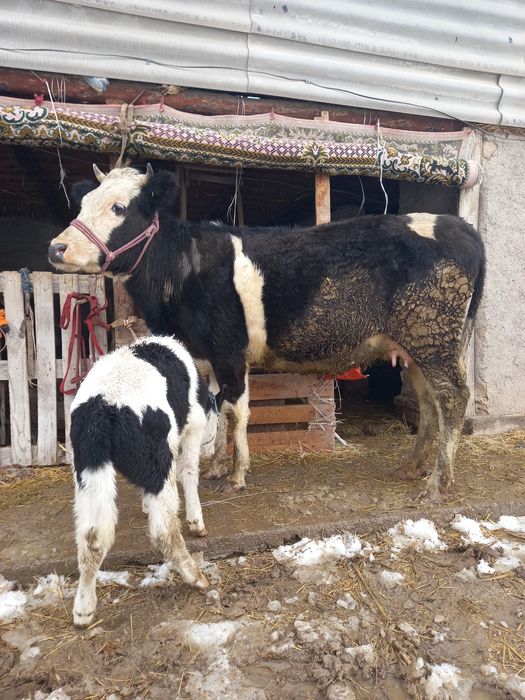 Сауынды сиыр сатылады