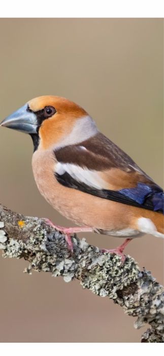 Птица дубанос вишневый