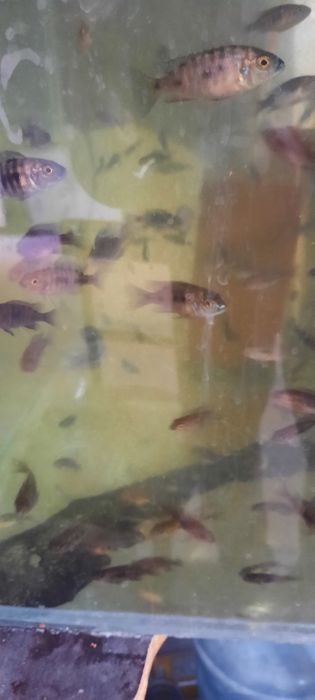 Алунакара баликклар