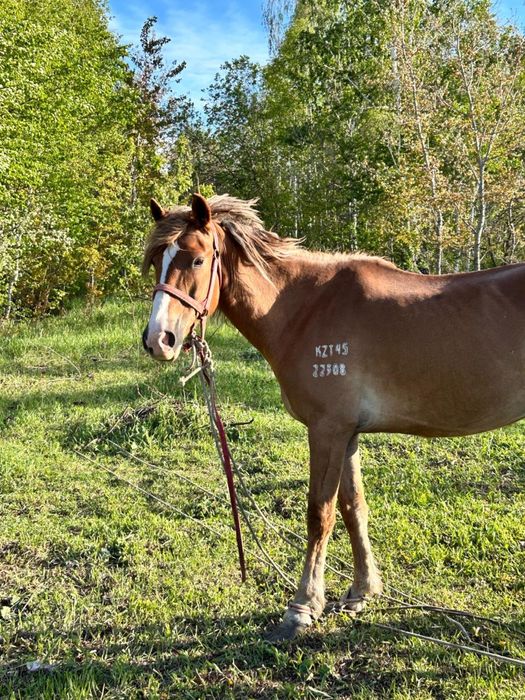 Продам Лошадей