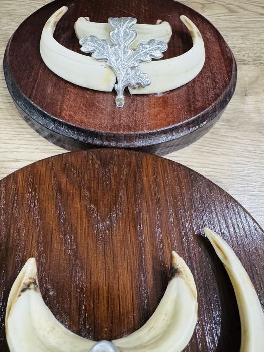 Трофейни зъби от глиган