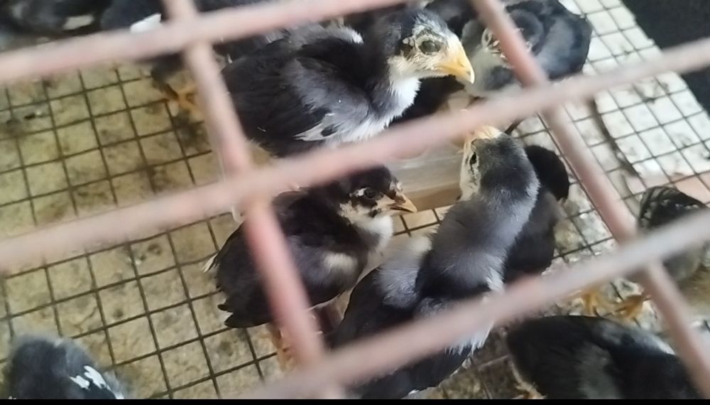 Qora Shaxzoda xõroz jõja va tuxumlari