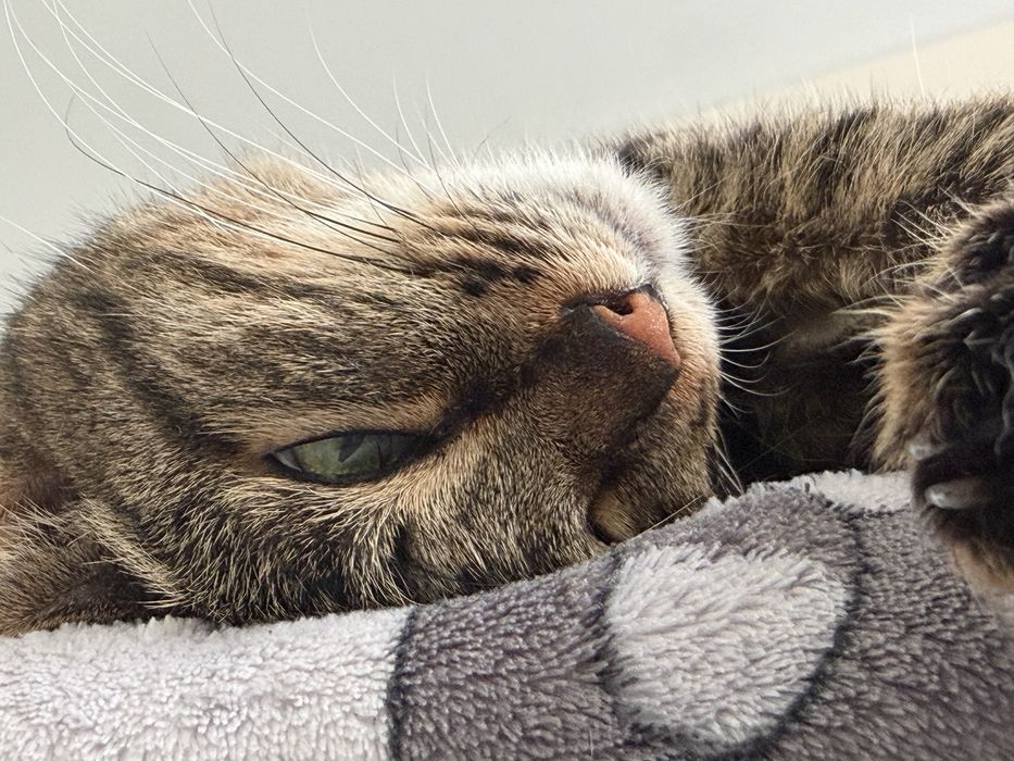 Котенок бесплатно в добрые руки!