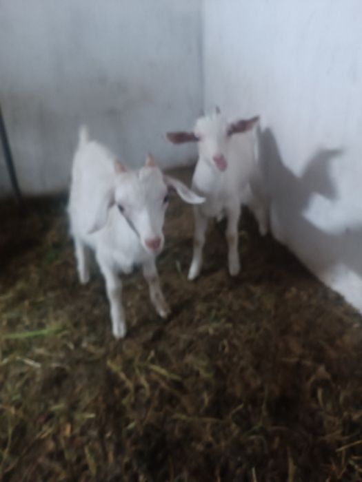 продам двух козлят