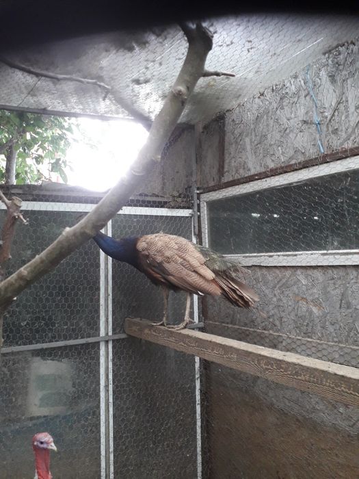 Păuni  masculi și femele maturi