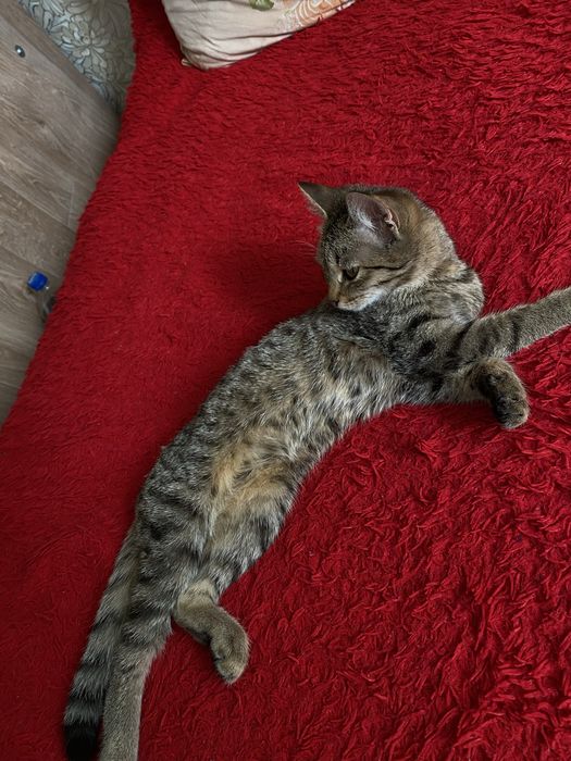 Кошка в дубрые руки
