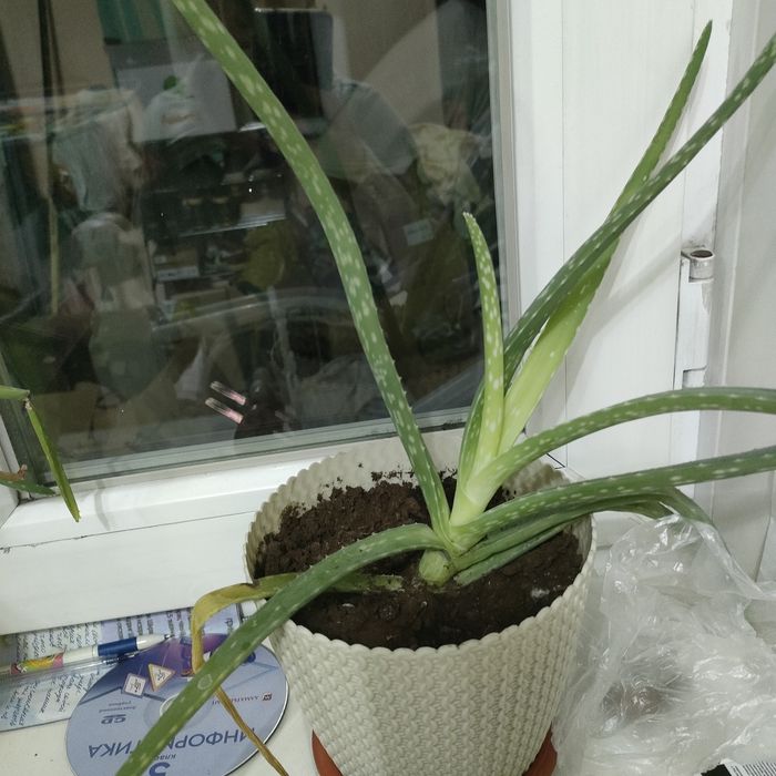 Лечебное алое продам