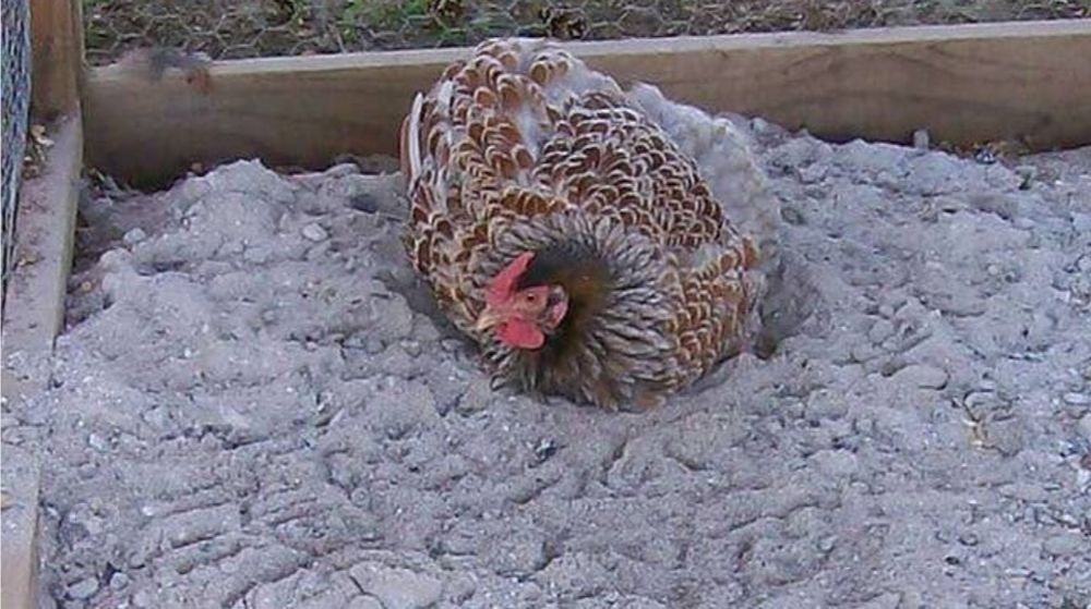 Când Cenușa Bio pentru Găini și Grădină