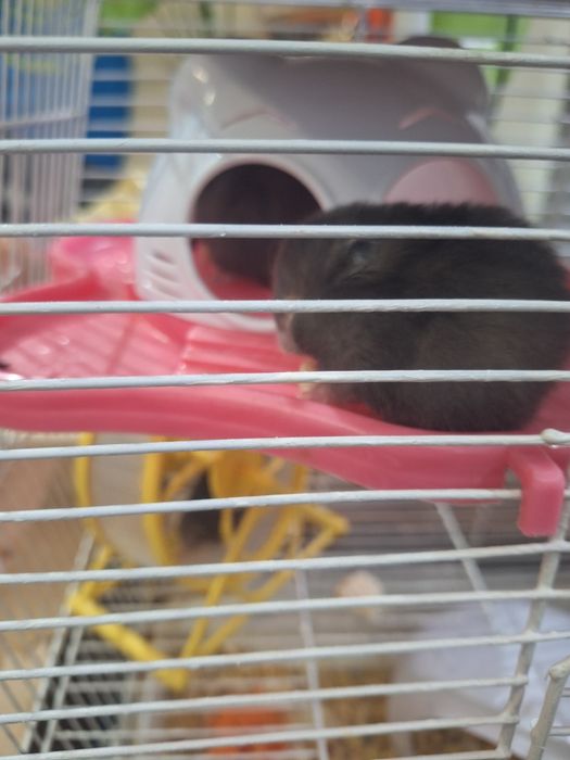 Продам сирийских хомячков))