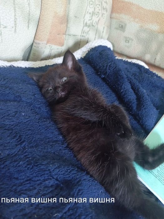 Котята в добрые руки!